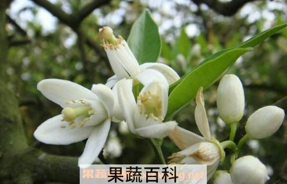 橙花精油的功效与作用