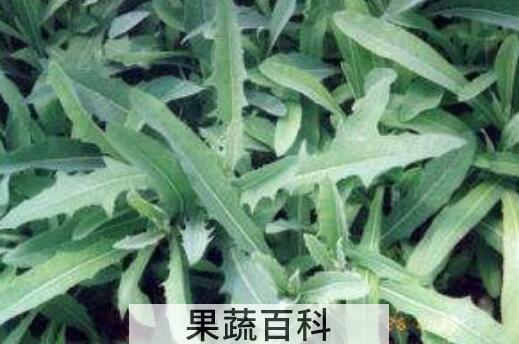 白毛苦菜的功效与作用