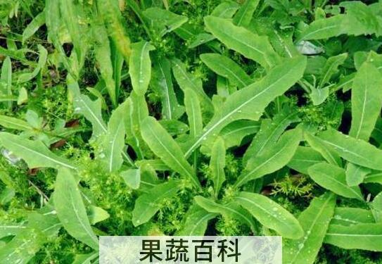 白毛苦菜的功效与作用