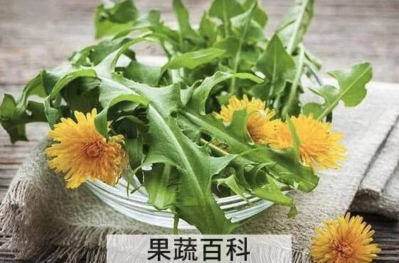 翅果菊和蒲公英的区别