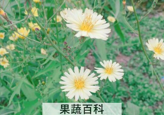 翅果菊和蒲公英的区别