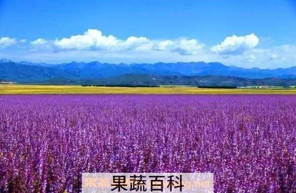 紫油菜花的功效与作用