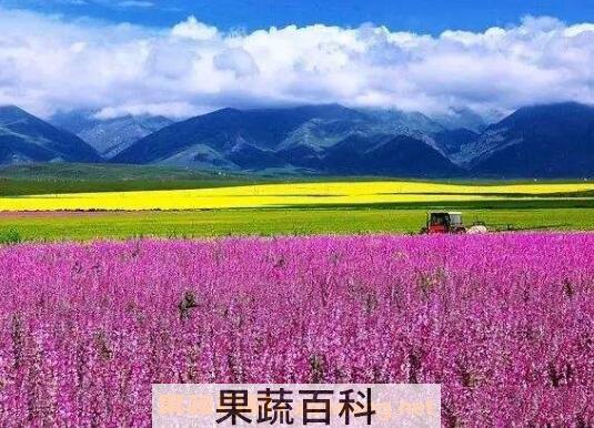 紫油菜花的功效与作用