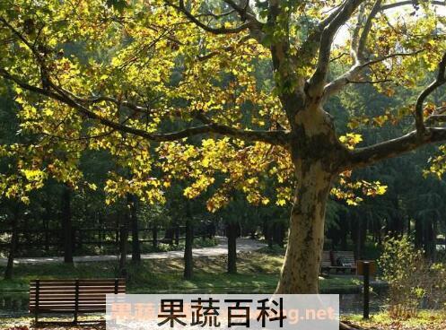 梧桐树的功效与作用