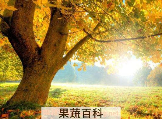 梧桐树的功效与作用