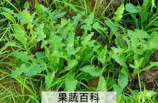滇苦菜的功效与作用 滇苦菜能吃吗