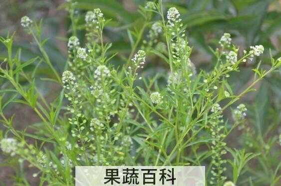  独行菜和臭独行菜的区别 吃独行菜的好处