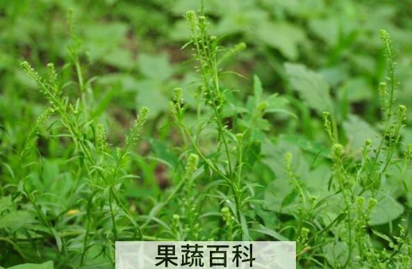  独行菜和臭独行菜的区别 吃独行菜的好处