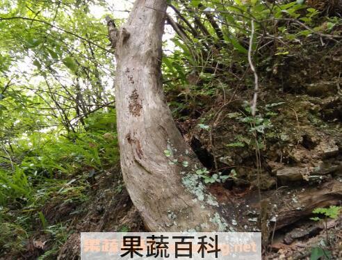 崖柏的功效与作用