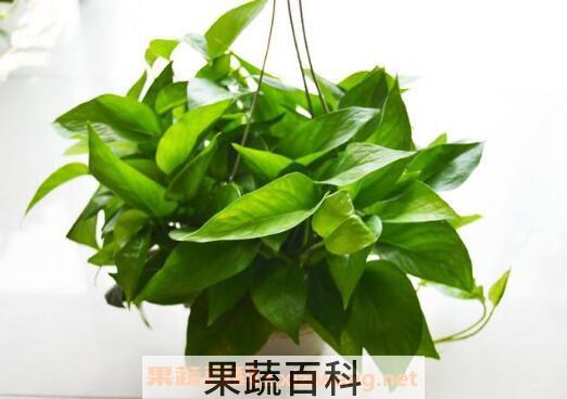 绿萝叶子发黄怎么办 绿萝叶子发黄的解决方法