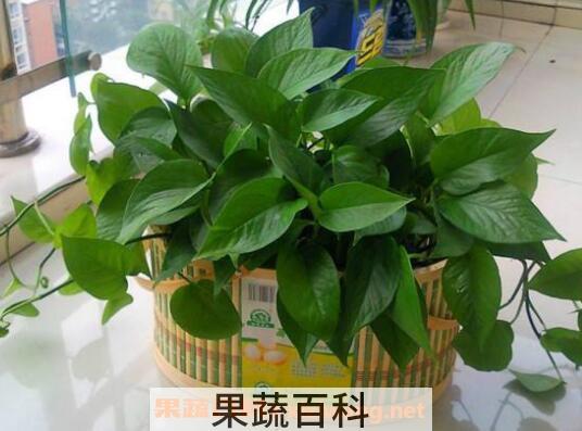 绿萝叶子发黄怎么办 绿萝叶子发黄的解决方法