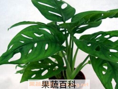 龟背竹叶子发黄怎么办