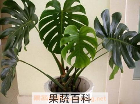 龟背竹叶子发黄怎么办