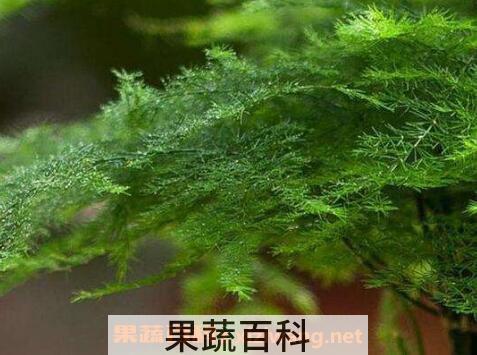 文竹叶子发黄怎么办 文竹叶子发黄的原因