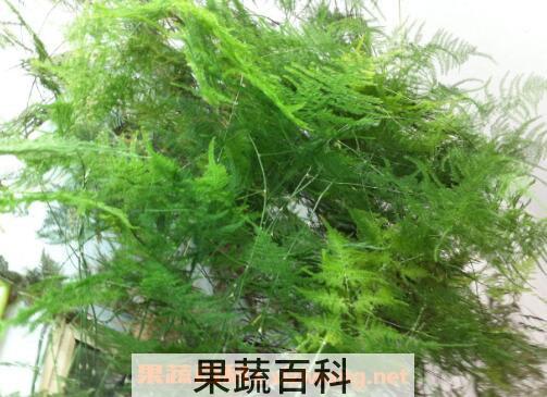 文竹叶子发黄怎么办 文竹叶子发黄的原因