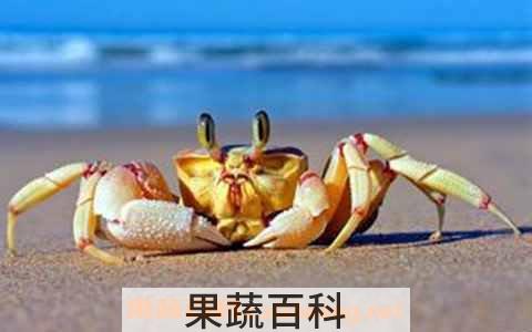  螃蟹