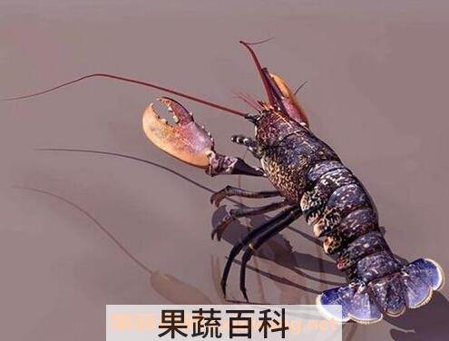小龙虾