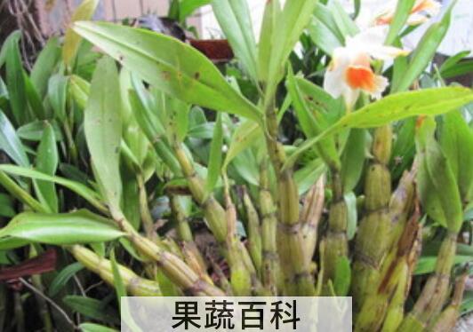 黑毛石斛能吃吗 黑毛石斛怎么吃