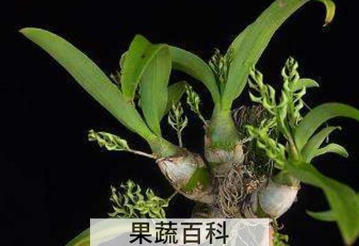 黑毛石斛能吃吗 黑毛石斛怎么吃