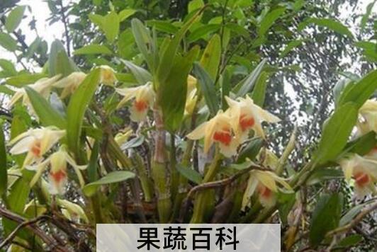 黑毛石斛的功效与作用