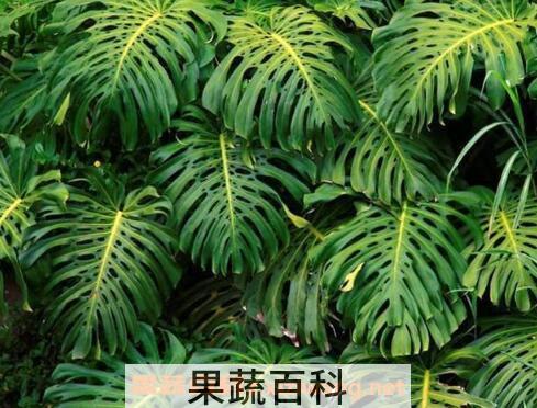 龟背竹的养殖方法 养殖龟背竹的注意事项