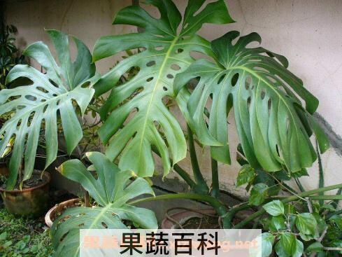 龟背竹的养殖方法 养殖龟背竹的注意事项