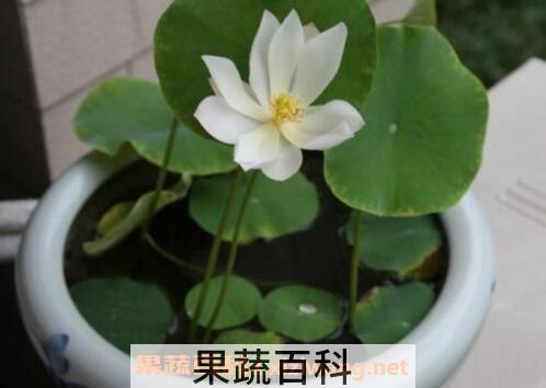 碗莲如何养殖 碗莲的种植方法