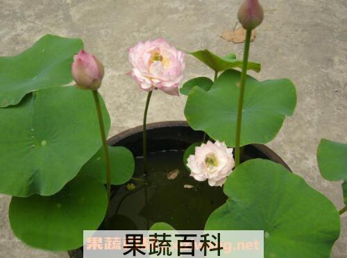 碗莲如何养殖 碗莲的种植方法