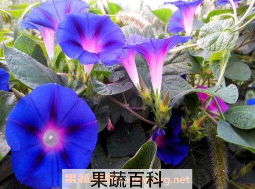 牵牛花籽的药用价值 炒牵牛花籽有什么功效