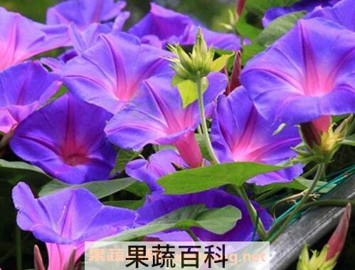 牵牛花籽的药用价值 炒牵牛花籽有什么功效