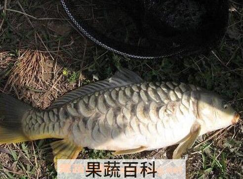 镜子鱼的营养价值与功效