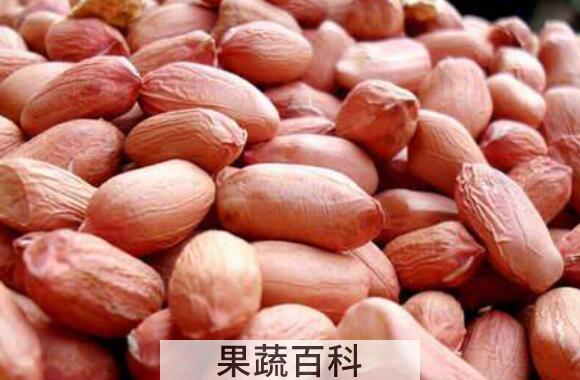 长生果的功效与作用 长生果指的是什么