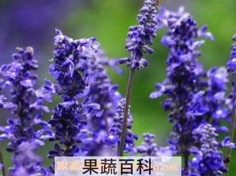  薰衣草的功效与作用及禁忌