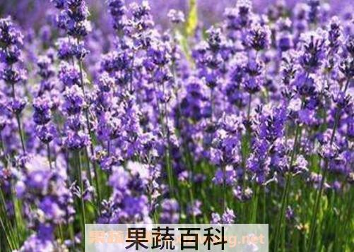  薰衣草的功效与作用及禁忌