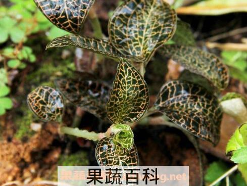 金线莲的功效与作用有哪些