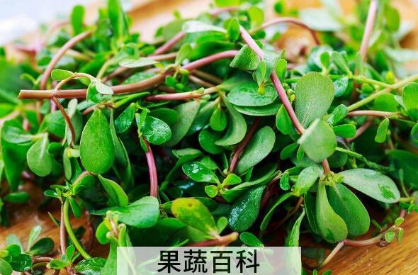长寿菜的功效与作用