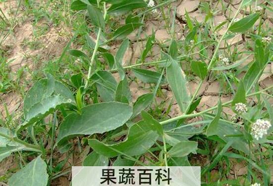 臭独行菜的功效与作用 臭独行菜怎么吃