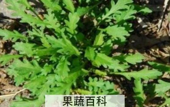 臭独行菜的功效与作用 臭独行菜怎么吃