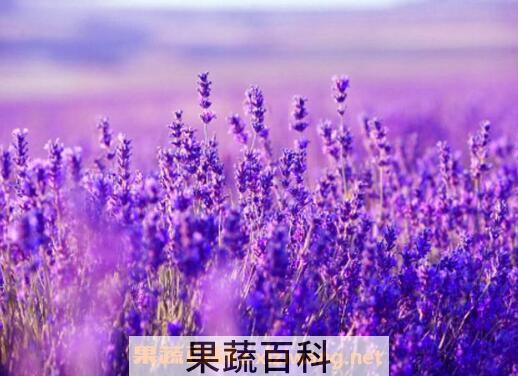 薰衣草怎么种 薰衣草的种植方法技巧
