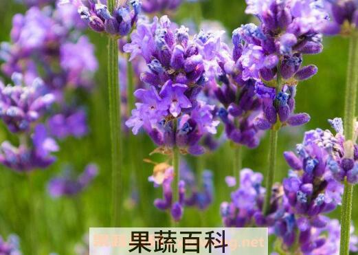 薰衣草怎么种 薰衣草的种植方法技巧
