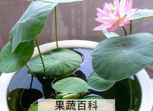 水培睡莲无土方法步骤