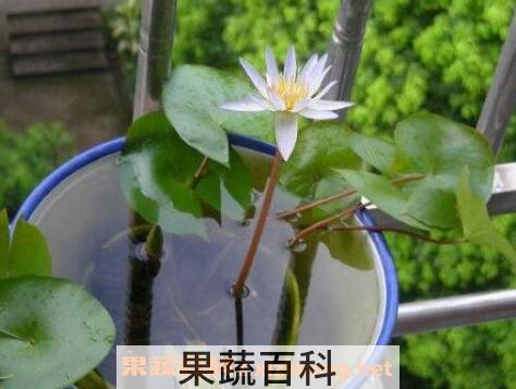 水培睡莲无土方法步骤