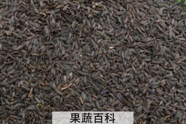 独行菜籽的功效与作用