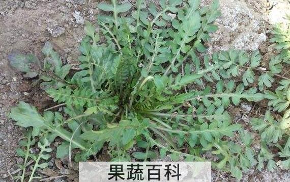 独行菜的功效与作用 独行菜能吃吗