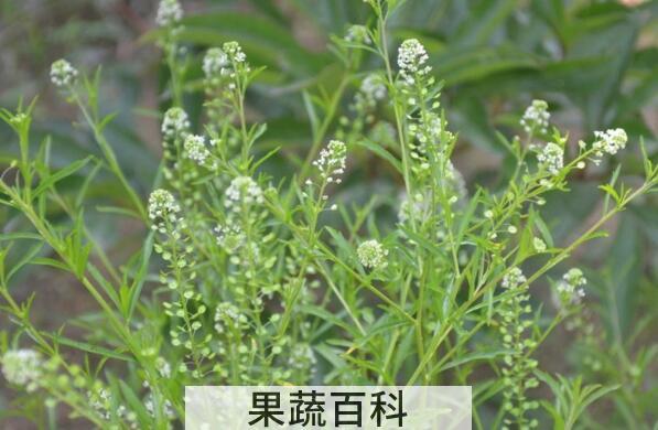 独行菜的功效与作用 独行菜能吃吗