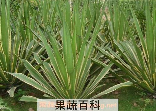 金边龙舌兰泡酒的作用 金边龙舌兰怎么泡酒