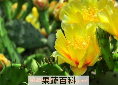 仙人掌花能吃吗 仙人掌花怎么食用