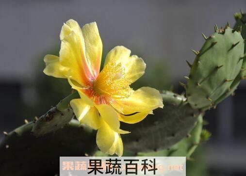 仙人掌花能吃吗 仙人掌花怎么食用