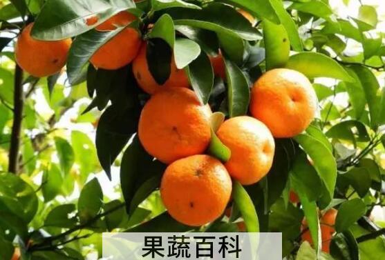 柑橘修剪六大忌