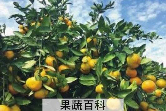 柑橘修剪六大忌
